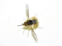 Bombylius venosus