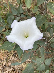 Datura wrightii