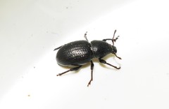 Psallidium