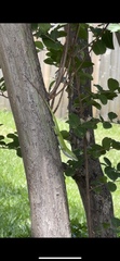 Anolis carolinensis