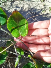 Oxypetalum tomentosum