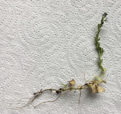 Veronica serpyllifolia