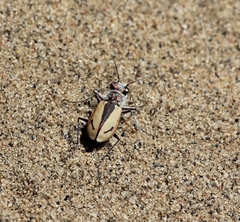 Cicindela limbata