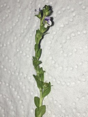 Veronica serpyllifolia