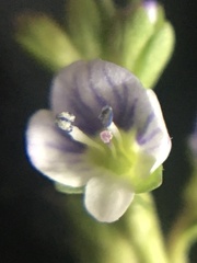 Veronica serpyllifolia
