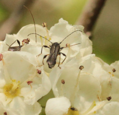 Molorchus bimaculatus