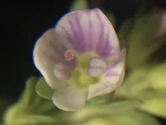 Veronica serpyllifolia