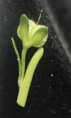 Veronica serpyllifolia