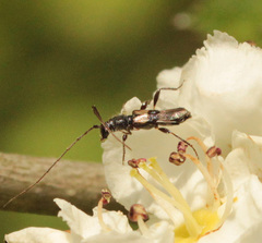 Molorchus bimaculatus