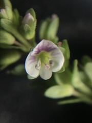 Veronica serpyllifolia