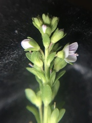Veronica serpyllifolia
