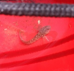 Bathygobius soporator