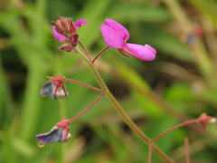 Desmodium molliculum
