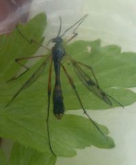 Ptychoptera contaminata