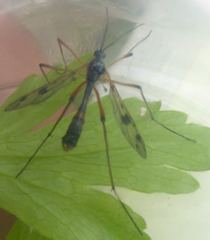 Ptychoptera contaminata