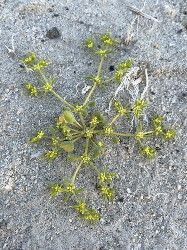 Image of Golden Goodmania (Goodmania luteola) by (c) Matt Berger, some rights reserved (CC BY)