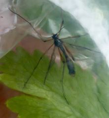 Ptychoptera contaminata