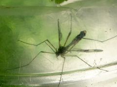 Ptychoptera contaminata