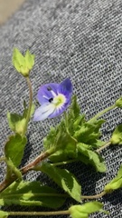 Veronica persica