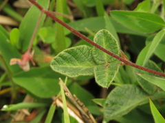 Desmodium molliculum