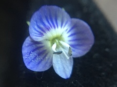 Veronica persica