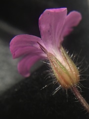 Geranium robertianum