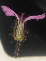 Geranium robertianum