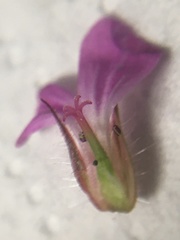 Geranium robertianum