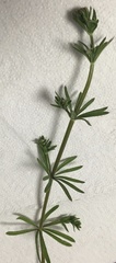 Galium aparine