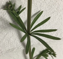 Galium aparine
