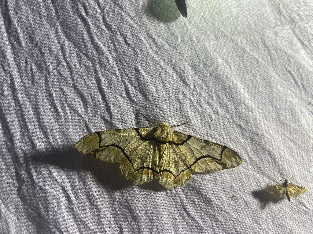 Biston contectaria