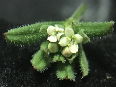 Galium aparine