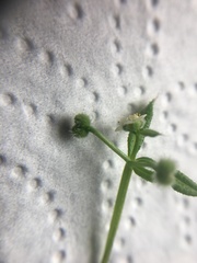 Galium aparine