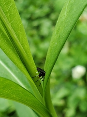 Insecta