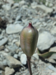 Tulipa sylvestris australis