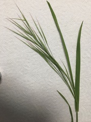 Bromus tectorum