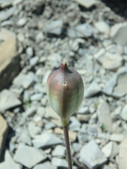 Tulipa sylvestris australis