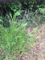 Bromus tectorum