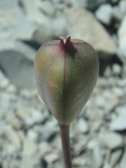 Tulipa sylvestris australis