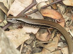 Ctenotus labillardieri