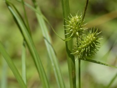 Carex lurida