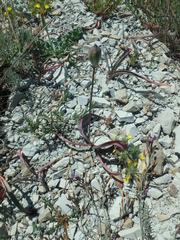 Tulipa sylvestris australis