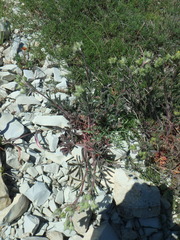 Potentilla sphenophylla