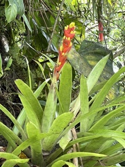 Guzmania donnell-smithii