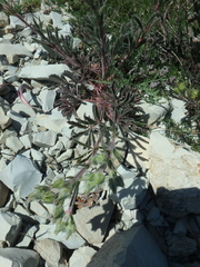 Potentilla sphenophylla