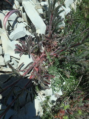 Potentilla sphenophylla