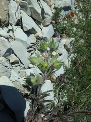 Potentilla sphenophylla
