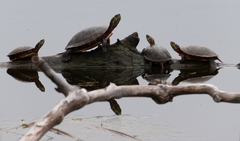 Chrysemys picta marginata