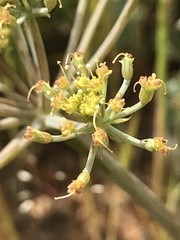 Lomatium howellii