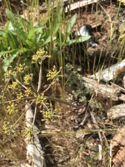 Lomatium howellii